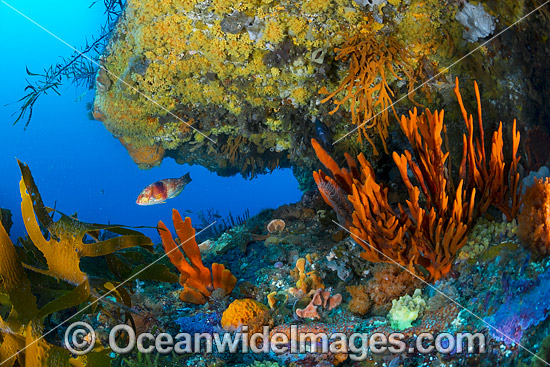 Blue-throated Wrasse and reef Tasmania photo