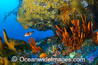 Blue-throated Wrasse and reef Tasmania Photo - Gary Bell