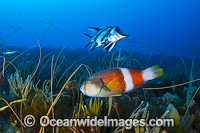 Longsnout Boarfish and Reef Bicheno Photo - Gary Bell