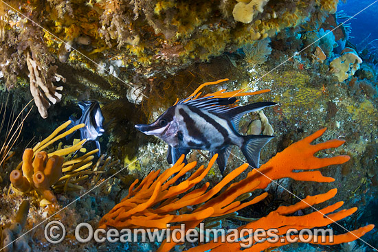Longsnout Boarfish and Reef Bicheno photo