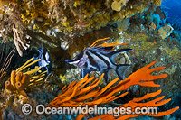 Longsnout Boarfish and Reef Bicheno Photo - Gary Bell