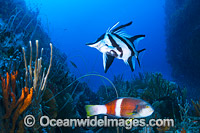 Boarfish and Wrasse on Reef Photo - Gary Bell
