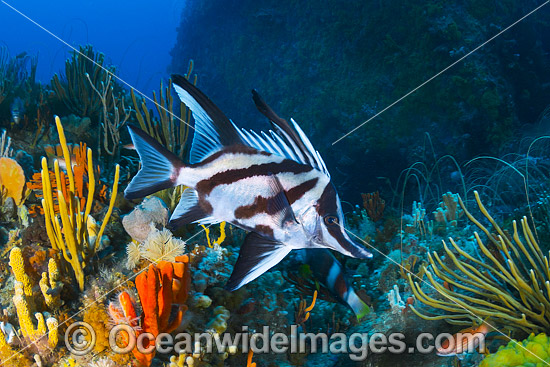 Longsnout Boarfish and Reef Bicheno photo Longsnout Boarfish and Reef Bicheno photo