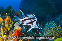 Longsnout Boarfish and Reef Bicheno Photo - Gary Bell