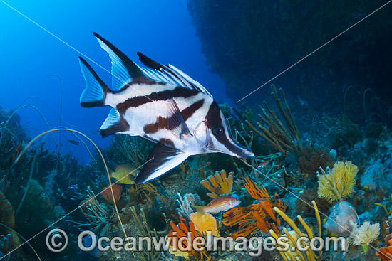 Longsnout Boarfish and Reef Tasmania photo Longsnout Boarfish and Reef Tasmania photo