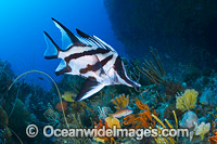 Longsnout Boarfish and Reef Tasmania Photo - Gary Bell