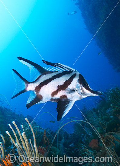 Longsnout Boarfish and Reef Bicheno photo Longsnout Boarfish and Reef Bicheno photo