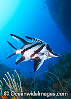 Longsnout Boarfish and Reef Bicheno Photo - Gary Bell