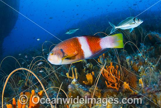 Blue-throated Wrasse and reef Tasmania photo Blue-throated Wrasse and reef Tasmania photo