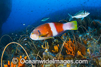 Blue-throated Wrasse and reef Tasmania Photo - Gary Bell