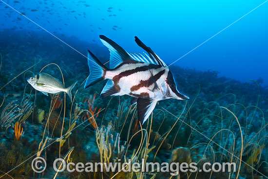 Longsnout Boarfish and Reef Bicheno photo Longsnout Boarfish and Reef Bicheno photo