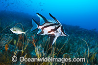 Longsnout Boarfish and Reef Bicheno Photo - Gary Bell