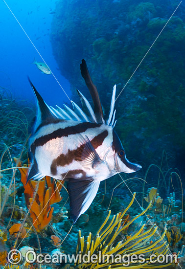 Longsnout Boarfish and Reef Bicheno photo Longsnout Boarfish and Reef Bicheno photo