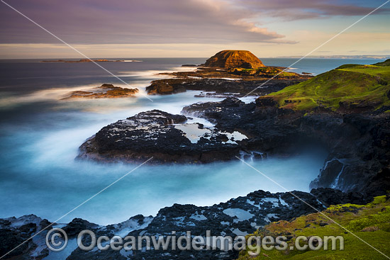 The Nobbies Phillip Island photo