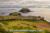 The Nobbies Phillip Island Photo - Gary Bell