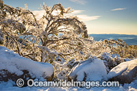 Mount Wellington Tasmania Photo - Gary Bell