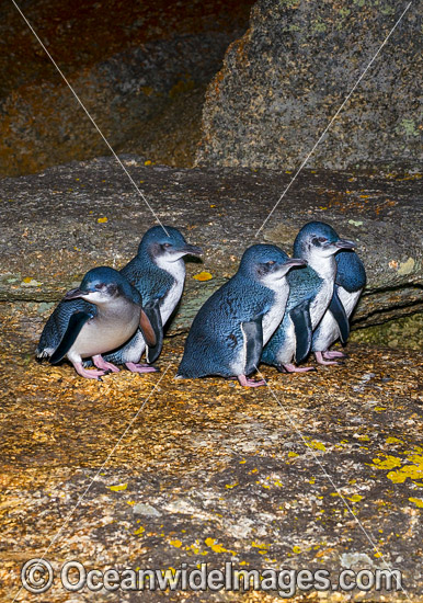 Fairy Penguins Tasmania photo Fairy Penguins Tasmania photo
