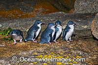 Fairy Penguins Tasmania Photo - Gary Bell