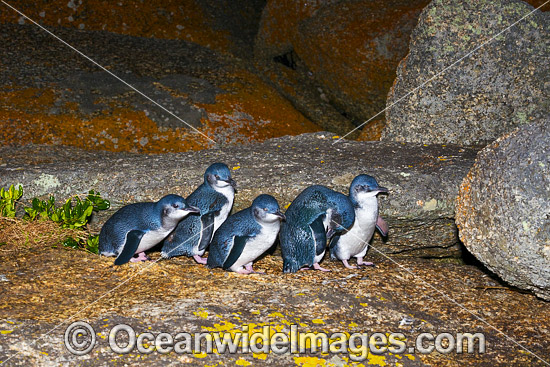 Fairy Penguins Tasmania photo Fairy Penguins Tasmania photo