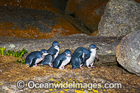 Fairy Penguins Tasmania Photo - Gary Bell