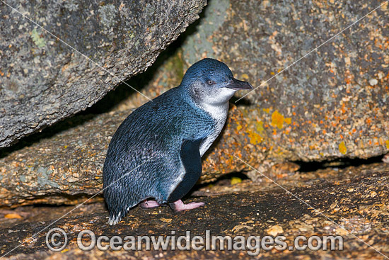 Fairy Penguins Tasmania photo Fairy Penguins Tasmania photo