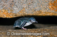 Fairy Penguins Tasmania Photo - Gary Bell