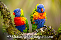 Rainbow Lorikeet pair Photo - Gary Bell