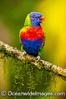 Rainbow Lorikeet Photo - Gary Bell