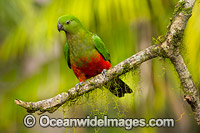 Australian King Parrot Photo - Gary Bell