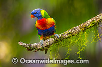Rainbow Lorikeet Photo - Gary Bell
