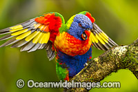 Rainbow Lorikeet Photo - Gary Bell