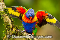 Rainbow Lorikeet Photo - Gary Bell
