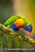 Rainbow Lorikeet Photo - Gary Bell