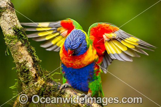 Rainbow Lorikeet photo