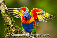 Rainbow Lorikeet Photo - Gary Bell