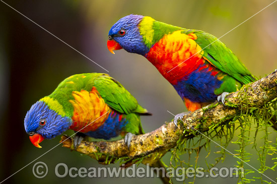 Rainbow Lorikeet pair photo