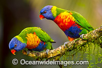 Rainbow Lorikeet pair Photo - Gary Bell