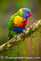 Rainbow Lorikeet Photo - Gary Bell