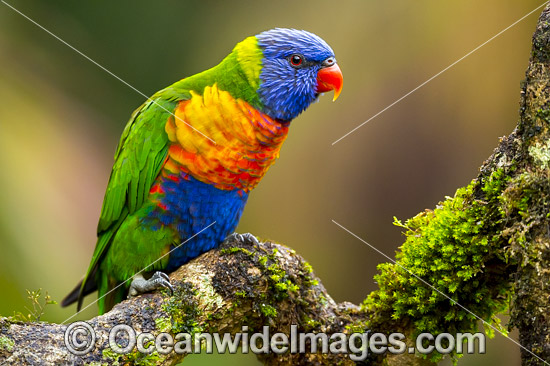 Rainbow Lorikeet photo