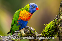 Rainbow Lorikeet Photo - Gary Bell