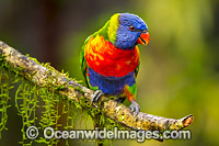 Rainbow Lorikeet Photo - Gary Bell
