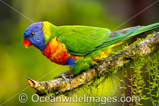 Rainbow Lorikeet photo