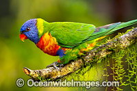 Rainbow Lorikeet Photo - Gary Bell