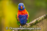 Rainbow Lorikeet Photo - Gary Bell