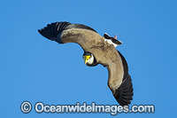 Masked Lapwing Vanellus miles Photo - Gary Bell