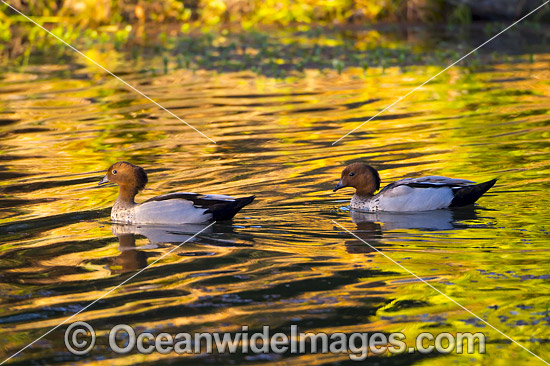 Australian Wood Duck photo Australian Wood Duck photo