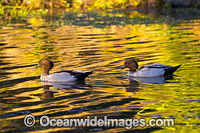 Australian Wood Duck Photo - Gary Bell
