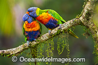 Rainbow Lorikeet pair grooming Photo - Gary Bell