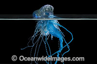 Portuguese Man-of-War Photo - Gary Bell