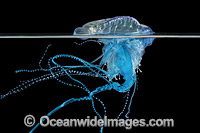 Blue Bottle Photo - Gary Bell
